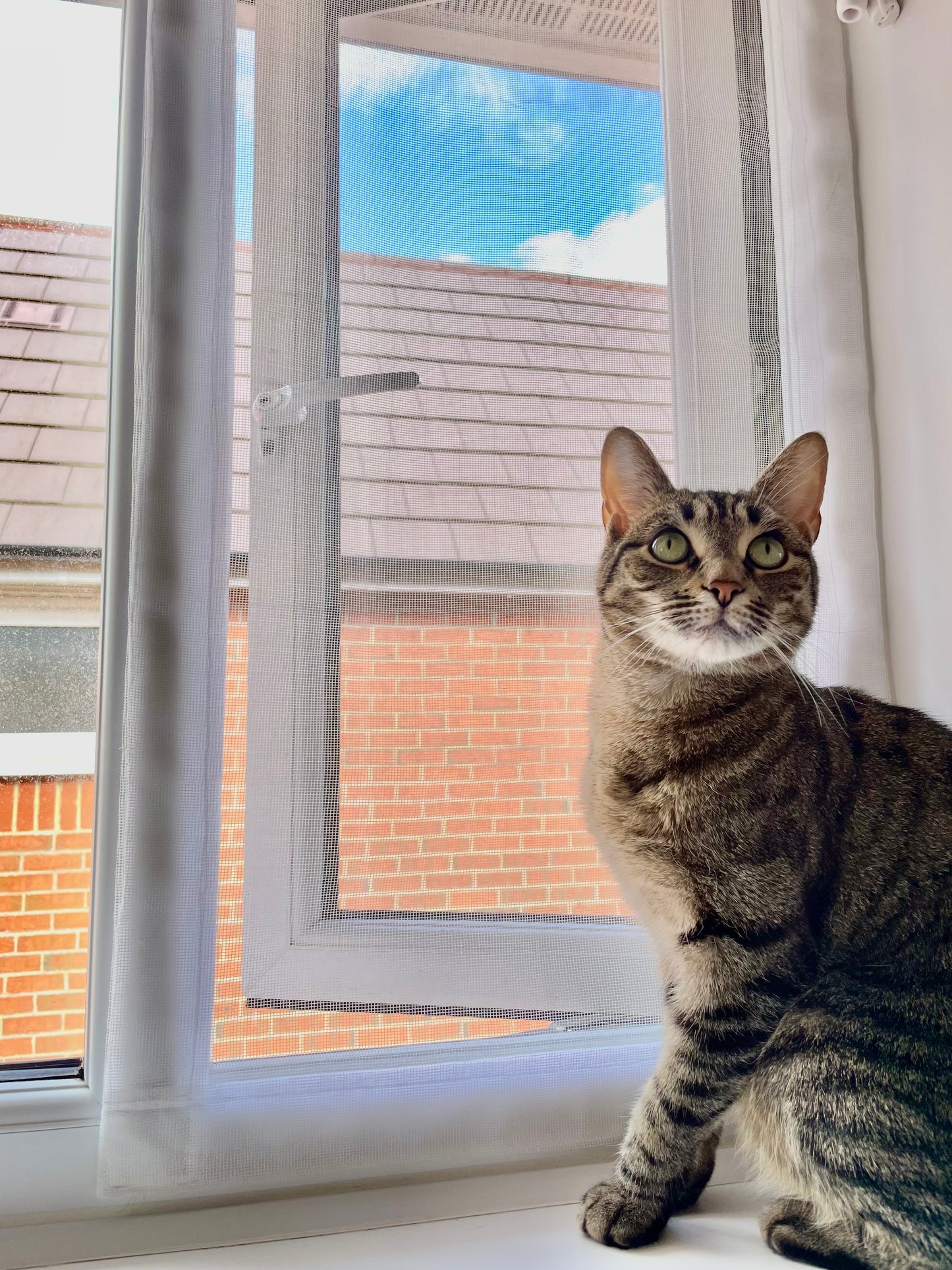 Cat Proof Window Mesh Screen Made to Measure | Custom Size UK
