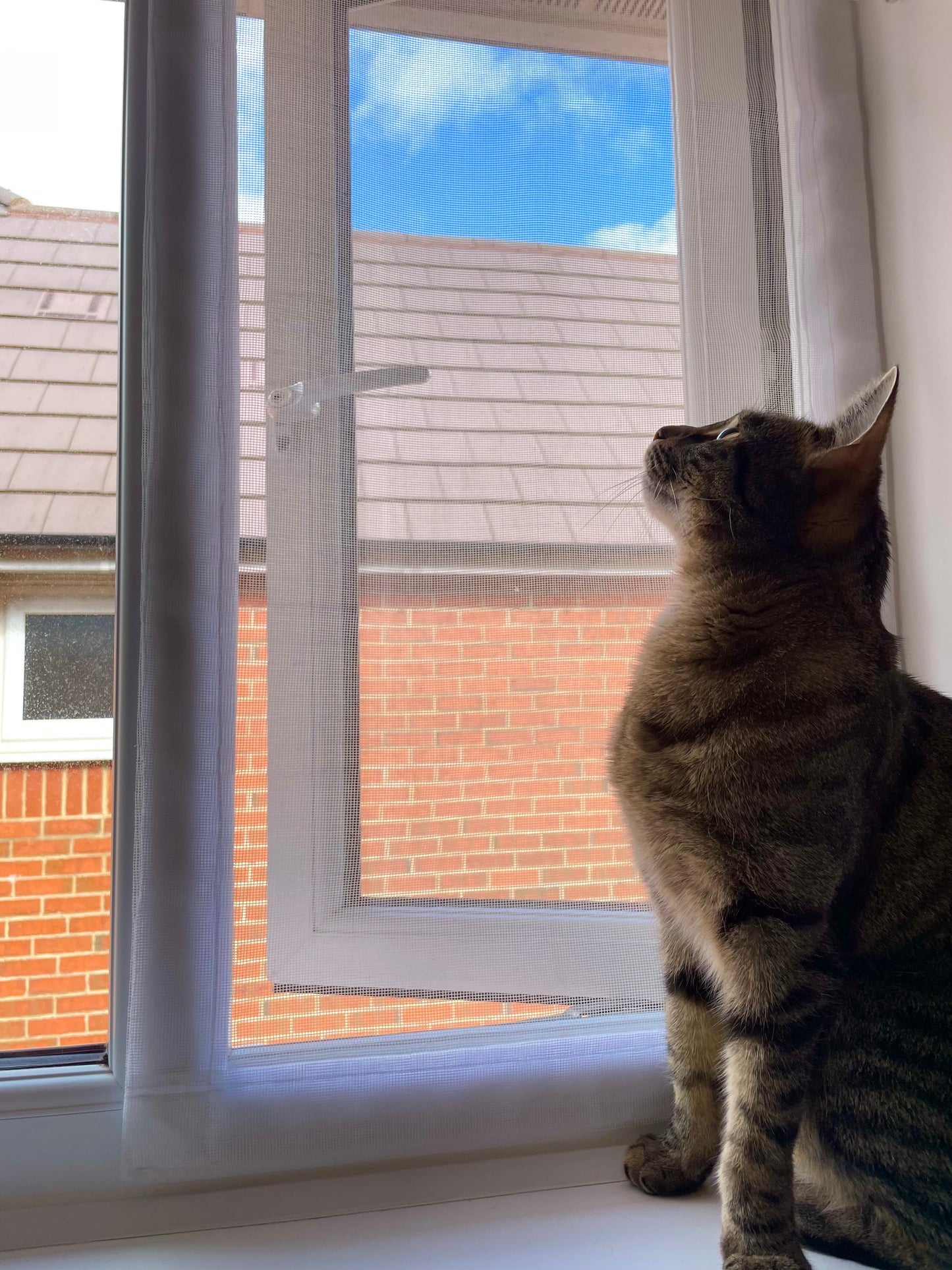 A brown tabby cat sits on a windowsill looking out a white-framed window at a brick wall and blue sky behind the window mesh screen.